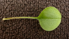 Myosotis chaffeyorum