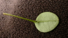 Myosotis chaffeyorum