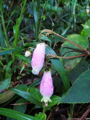 Kohleria affinis