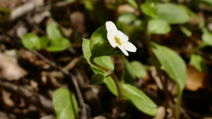 Myosotis chaffeyorum