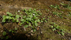 Myosotis chaffeyorum
