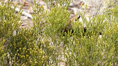 Microcybe multiflora multiflora