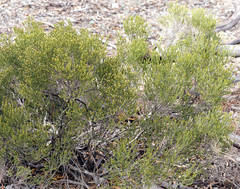 Microcybe multiflora multiflora