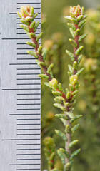 Microcybe multiflora multiflora