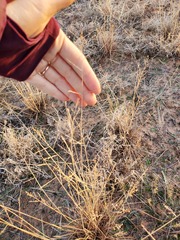 Eragrostis secundiflora