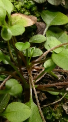 Myosotis chaffeyorum