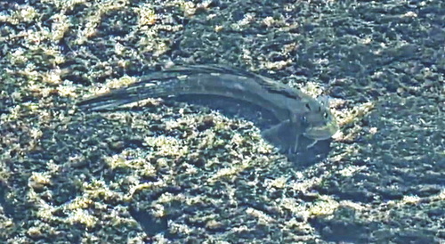 Istiblennius zebra