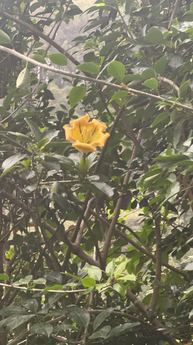 Solandra maxima, 2026-04-12