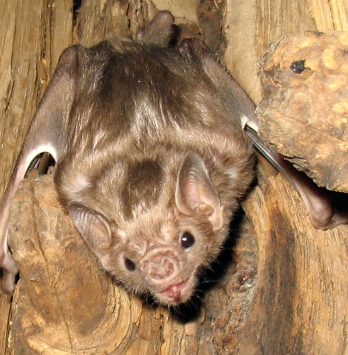 Vampire Bats (Subfamily Desmodontinae) · iNaturalist
