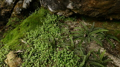 Myosotis chaffeyorum