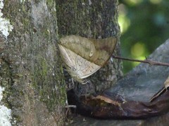 Archaeoprepona meander megabates