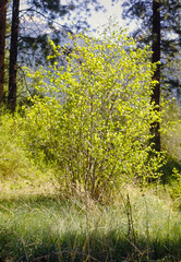 Acer glabrum