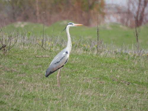 Grey Heron