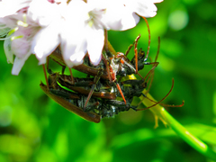 Stenocorus meridianus