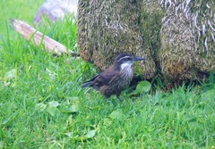 Cinclodes nigrofumosus