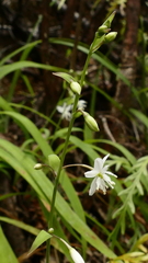 Arthropodium candidum