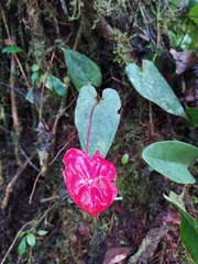 Anthurium andraeanum