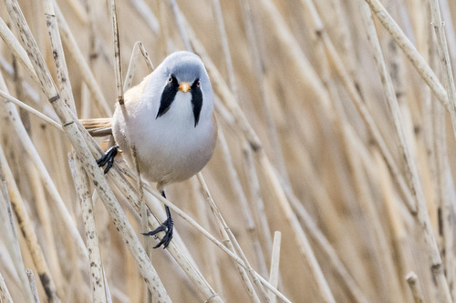 Bigotudo (Panurus biarmicus)