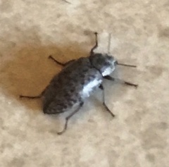 Epitragodes tomentosus