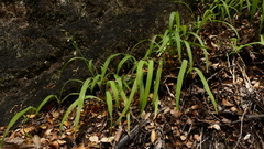 Arthropodium candidum