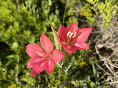 Gladiolus carmineus, photograph 3