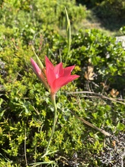 Gladiolus carmineus, photograph (c) Ren Hoekstra, some rights reserved (CC BY)