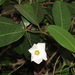 Rhabdadenia biflora - Photo (c) Victor W Fazio III, μερικά δικαιώματα διατηρούνται (CC BY-NC-ND), uploaded by Victor W Fazio III