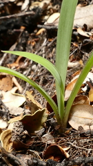 Arthropodium candidum