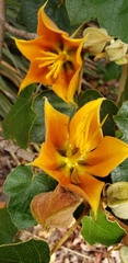 ×chiranthofremontia lenzii