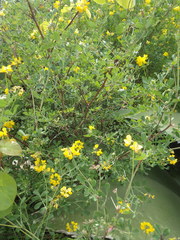 Coronilla