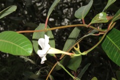 Rhabdadenia biflora