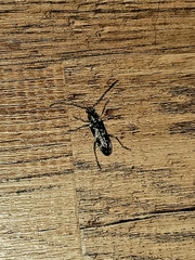 Enaphalodes taeniatus