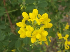 Coronilla