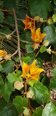 ×chiranthofremontia lenzii