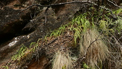 Arthropodium candidum