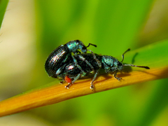 Phyllobius viridicollis