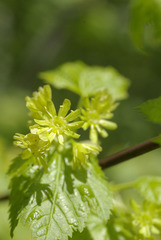Acer glabrum