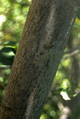 Acer glabrum