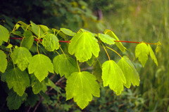 Acer glabrum