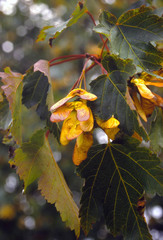 Acer glabrum