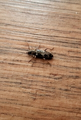 Enaphalodes taeniatus