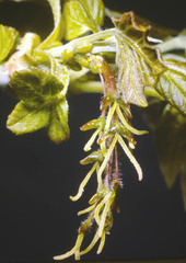 Acer glabrum