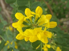Coronilla