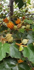 ×chiranthofremontia lenzii