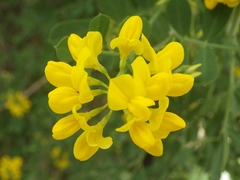 Coronilla