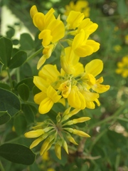 Coronilla