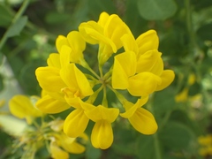 Coronilla