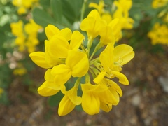 Coronilla