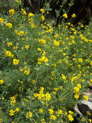 Coronilla