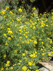 Coronilla